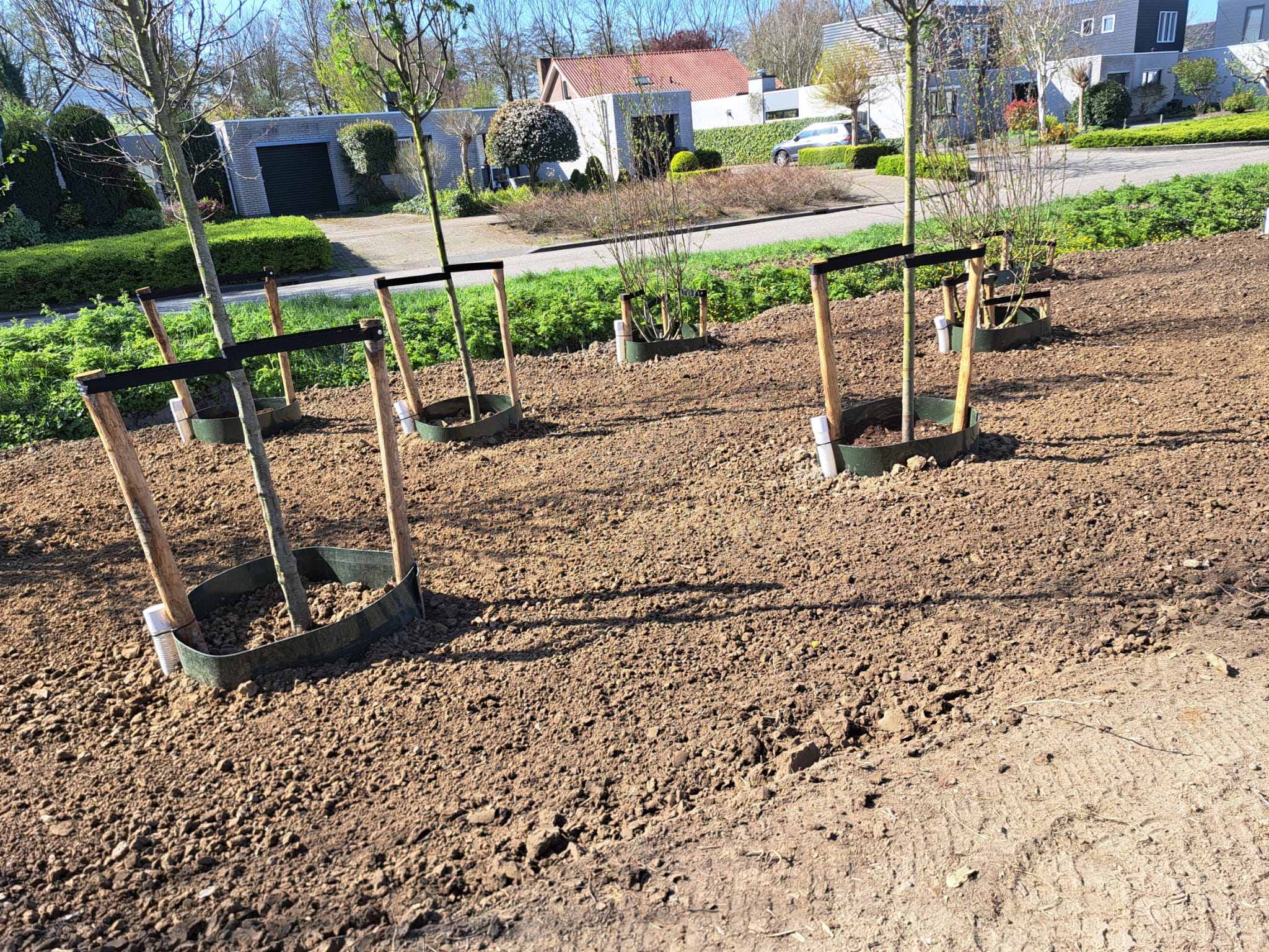 Bomen planten