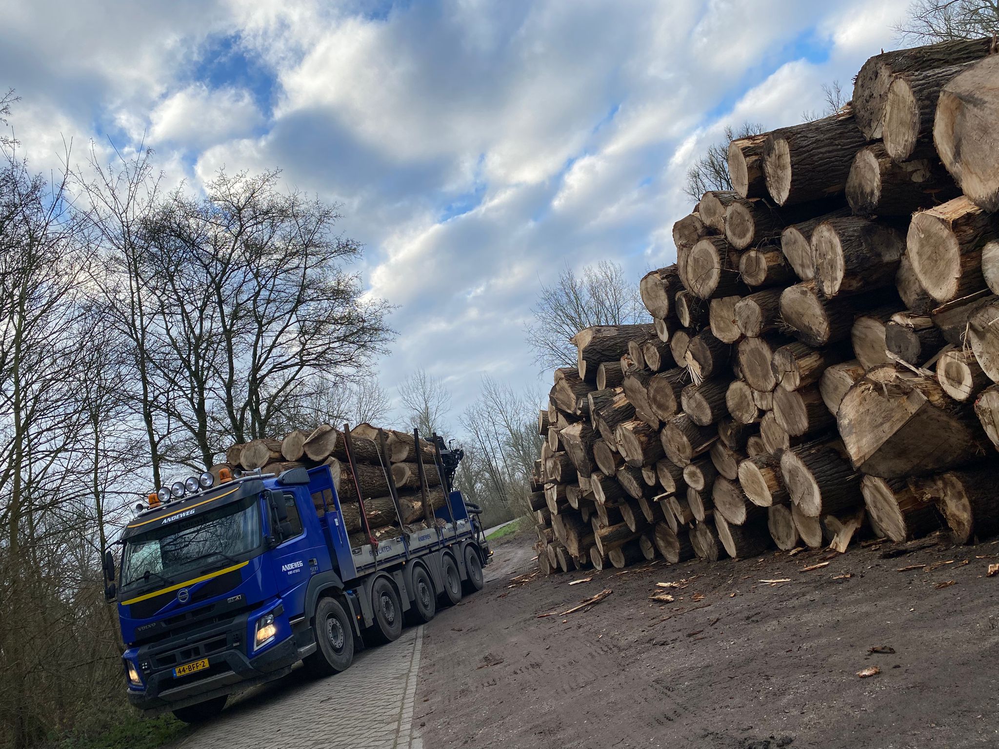 Veilig bomen kappen en afvoeren